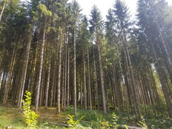 Low angle view of bamboo trees in forest