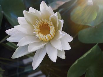 Close-up of white flowering plant