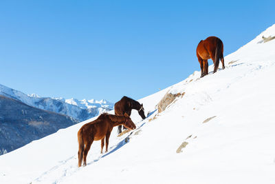 Cow standing on snow covered landscape against clear sky