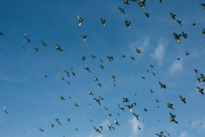 Low angle view of birds flying in sky