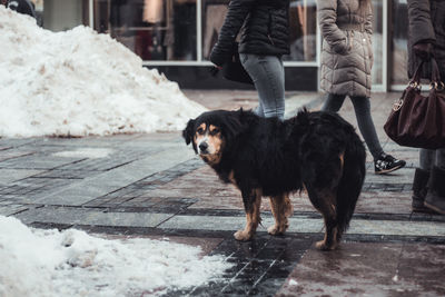 Low section of dog standing on footpath