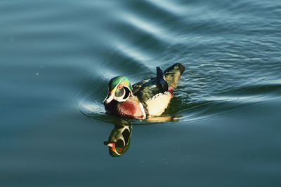 High angle view of duck swimming in lake