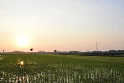 Scenic view of agricultural field against sky during sunset