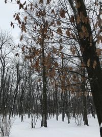 Trees on snow covered landscape