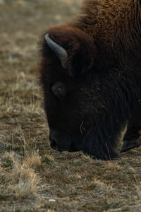 Close-up of pig on field