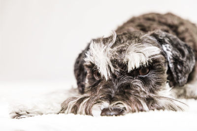 Close-up portrait of a miniature schnauzer  over white background