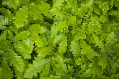Full frame shot of fresh green leaves