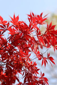 Low angle view of red maple leaves on tree