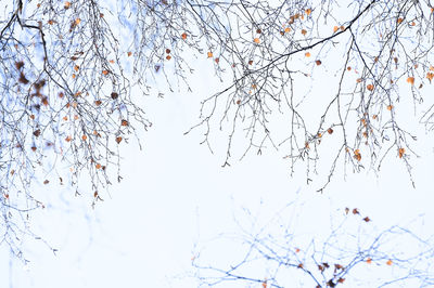 Low angle view of cherry blossoms against sky during winter