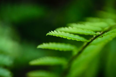 Close-up of leaves