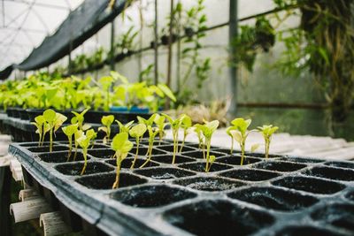 Close-up of seedlings growing in greenhouse