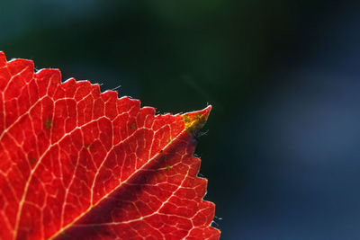 red