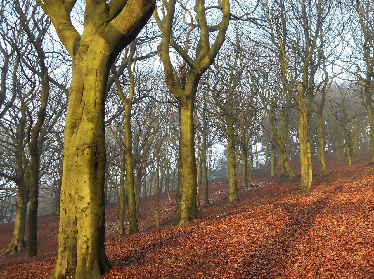 TREES GROWING IN FOREST