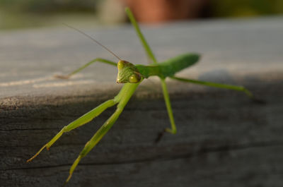 Close-up of praying mantis on wood