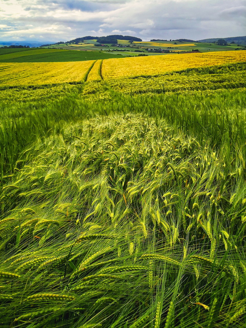 SCENIC VIEW OF AGRICULTURAL FIELD