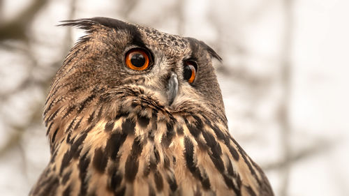 Close-up of a bird