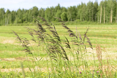 Close-up of stalks in field