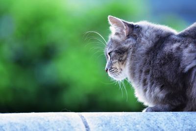 Close-up of cat looking away