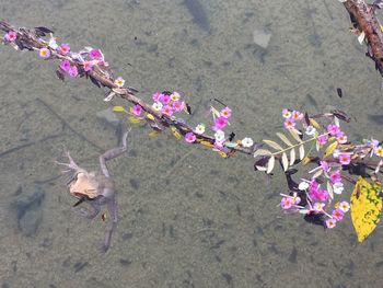 High angle view of pink flowers