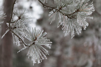 Close-up of frozen plant