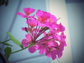 Close-up of pink flowers