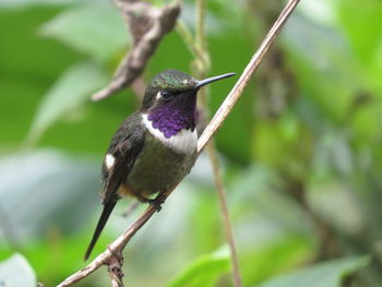Profile of plump hummingbird with purple throat and white collar perching on twig, looking forward