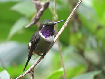 Close-up of bird perching on branch