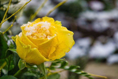 Close-up of yellow rose