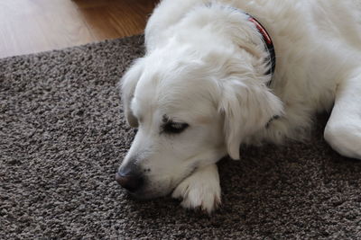 High angle view of dog resting on carpet at home