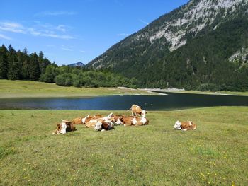 View of sheep on grassy field against sky