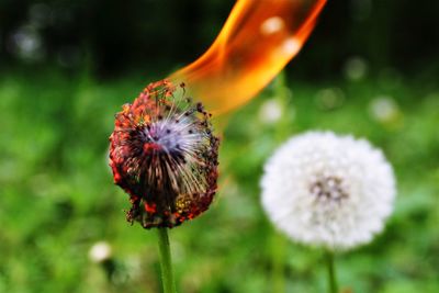 Close-up of orange flower on field