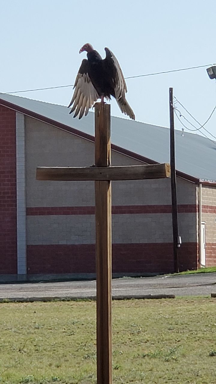 BIRD PERCHING ON WOODEN POST AGAINST SKY