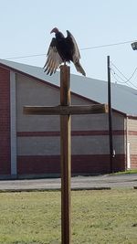 Low angle view of bird perching on wooden post against sky