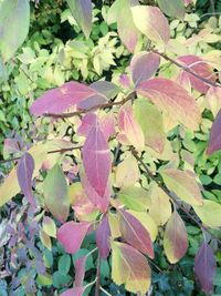 Close-up of plants