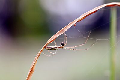 Close-up of spider on web