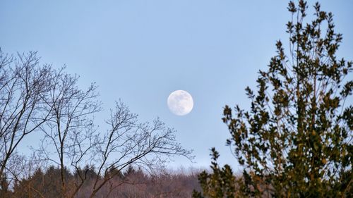 Low angle view of trees against clear sky