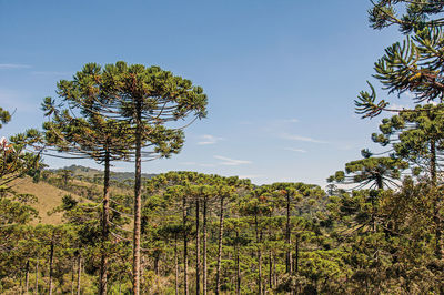 View of treetops in the middle of a pine forest in horto florestal, near campos do jordao, brazil