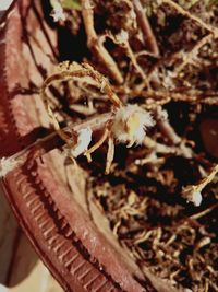 Close-up of insect on flower