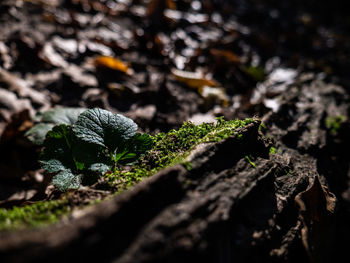 Close-up of moss growing on rock