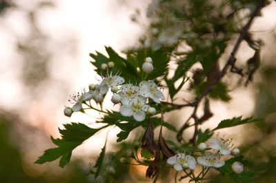 Close-up of white flowering plant