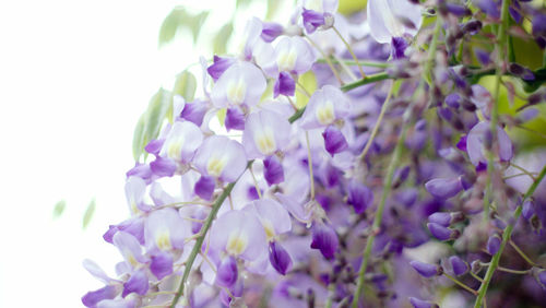 Close-up of purple flowering plants