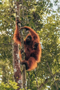 Low angle view of monkey on tree