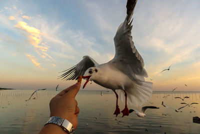 Cropped hand of woman holding bird flying against sky during sunset