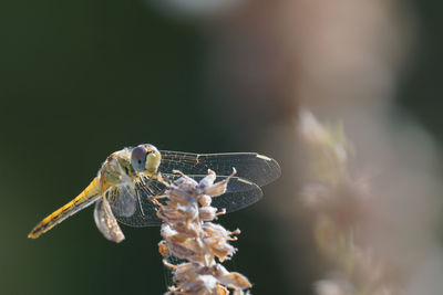 Close-up of insect dragonfly 