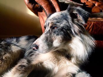 Close-up of border collie at home