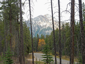 Scenic view of mountains and forest