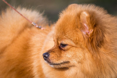 Close-up of dog looking away