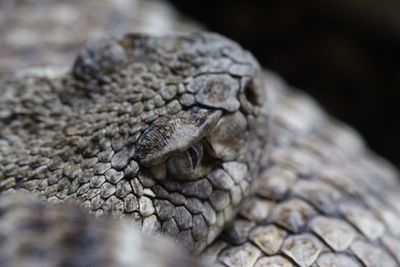 Close-up of lizard