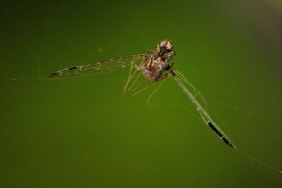 Close-up of insect on wall