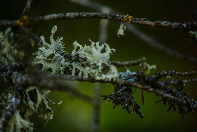 Close-up of frozen plant during winter